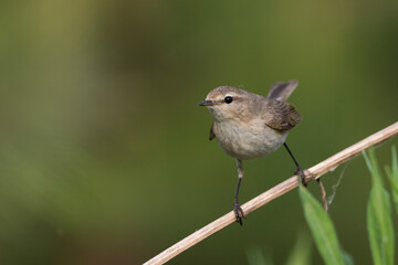 Siberische Tjiftjaf; Siberian Chiffchaff; Phylloscopus (collybita) tristis