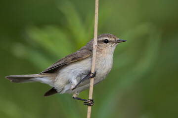 Obraz premium Siberische Tjiftjaf; Siberian Chiffchaff; Phylloscopus (collybita) tristis