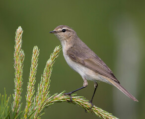 Siberische Tjiftjaf; Siberian Chiffchaff; Phylloscopus (collybita) tristis