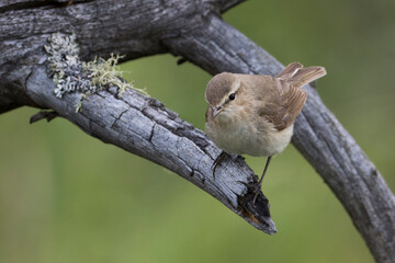 Siberische Tjiftjaf; Siberian Chiffchaff; Phylloscopus (collybita) tristis