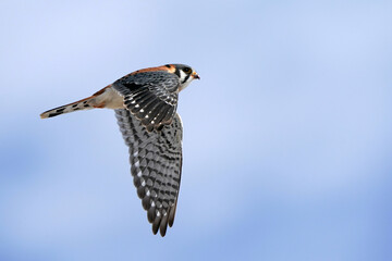 American Kestrel - Fly