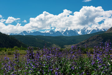 Fototapeta na wymiar Summer landscape in Altai mountains - flowering meadows and fields against a background of mountains