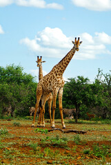 Africans animals family mom and child giraffe in Kruger National Park in South Africa