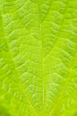 Fototapeta na wymiar Macro detail of green abstract nettle leaf background growing in the garden. Close-up of Stinging Nettle - Urtica dioica - plant. Shallow DOF. Organic farming, healthy food, BIO viands, back to nature