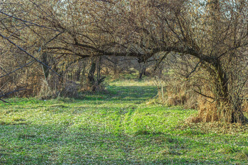 road in the forest among the trees in autumn