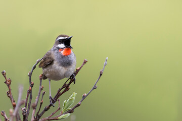 Roodkeelnachtegaal, Siberian Rubythroat, Luscinia calliope