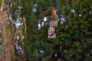 mésanges ou rouge gorge 
