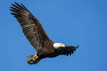 Zelfklevend Fotobehang American Bald Eagle © Bernie Duhamel