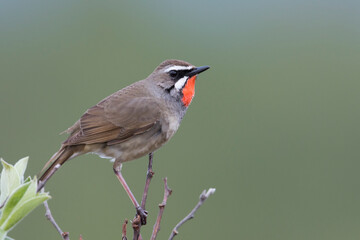 Roodkeelnachtegaal, Siberian Rubythroat, Luscinia calliope