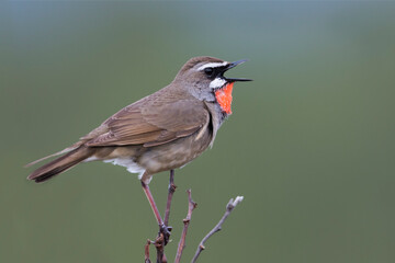 Roodkeelnachtegaal, Siberian Rubythroat, Luscinia calliope