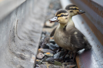 Cute little grey ducklings on the paddock.