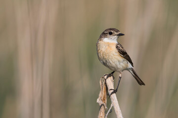 Aziatische Roodborsttapuit, Siberian Stonechat, Saxicola maurus