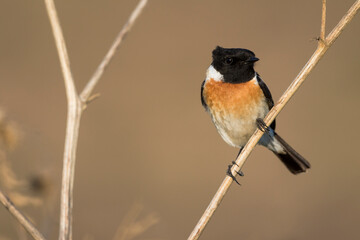 Aziatische Roodborsttapuit, Siberian Stonechat, Saxicola maurus