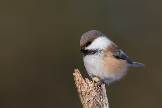 Bruinkopmees, Siberian Tit, Poecile cinctus