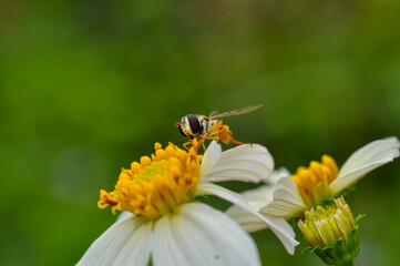 Hoverfly collecting pollen on flower. 