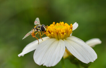 Hoverfly collecting pollen on flower. 