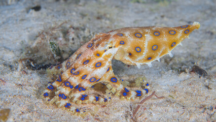  Blue ring octopus swimming and showing off in different positions - Hapalochlaena