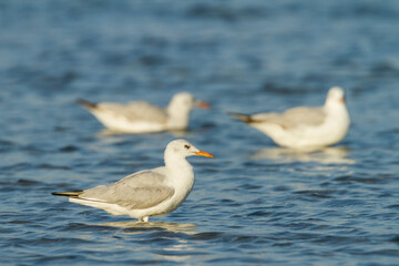 Dunbekmeeuw, Slender-billed Gull, Chroicocephalus genei