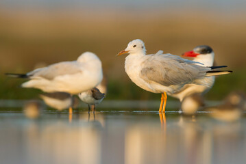 Dunbekmeeuw, Slender-billed Gull, Chroicocephalus genei