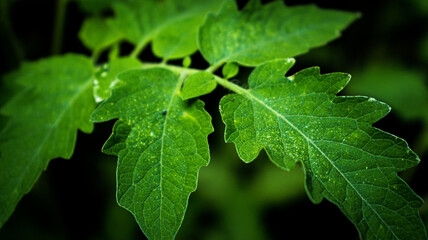 Plants with leaves