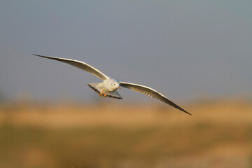 Dunbekmeeuw, Slender-billed Gull, Chroicocephalus genei