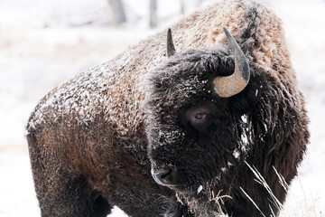 American Bison - Cold - obrazy, fototapety, plakaty