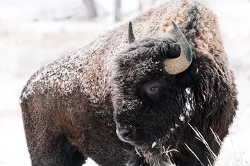 Foto op Plexiglas American Bison - Cold © Bernie Duhamel