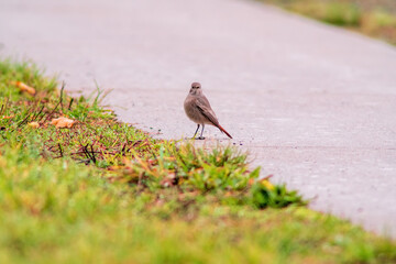 a male redstart looking for fodder