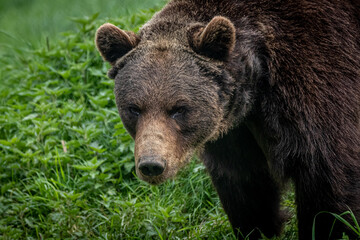 a brown bear walking through the forest