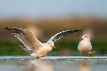 Dunbekmeeuw, Slender-billed Gull, Chroicocephalus genei