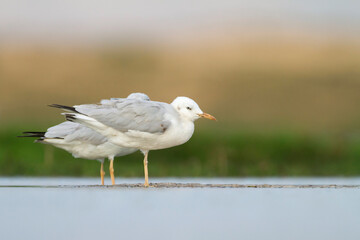 Dunbekmeeuw, Slender-billed Gull, Chroicocephalus genei