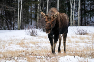 Bull Moose Winter Walk