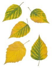 yellow leaves of birch tree ar autumn isolated close up