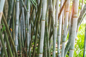Bamboo branch in bamboo forest , Beautiful natural background.