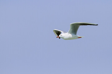 Dunbekmeeuw, Slender-billed Gull, Chroicocephalus genei
