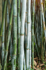 Fototapeta na wymiar Bamboo branch in bamboo forest , Beautiful natural background.