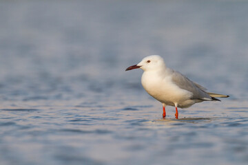 Dunbekmeeuw, Slender-billed Gull, Chroicocephalus genei