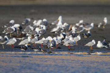 Dunbekmeeuw, Slender-billed Gull, Chroicocephalus genei