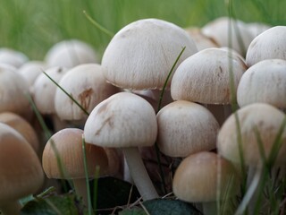 Close-up Of Mushrooms Growing On Land - obrazy, fototapety, plakaty
