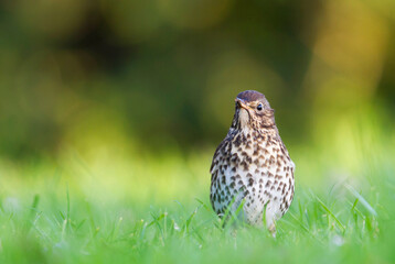 Zanglijster, Song Thrush, Turdus philomelos