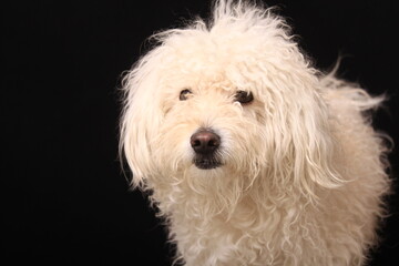 cute dog in photography studio