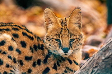 a young serval is lying in the sun