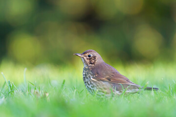 Zanglijster, Song Thrush, Turdus philomelos