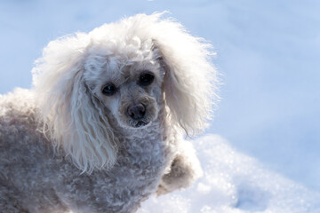 Portrait of a poodle in the sun in the snow