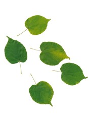 arrangement  green leaves of linden tree isolated