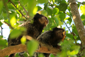 Marmoset