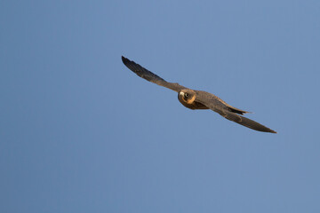 Sooty Falcon; Falco concolor