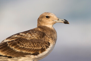 Hemprichs Meeuw, Sooty Gull, Ichthyaetus hemprichii