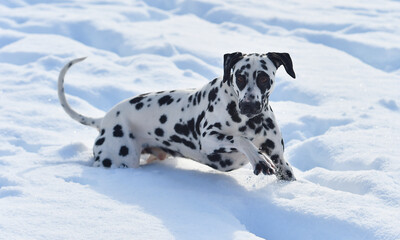 dalmatian dog in the snow
