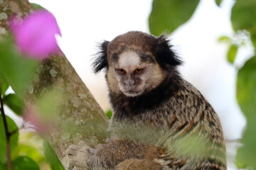 Marmoset